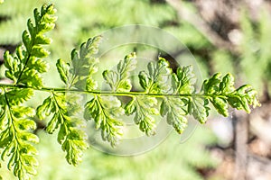 Beautyful ferns leaves, green foliage, natural floral fern background in sunlight. Natural green fern in the forest