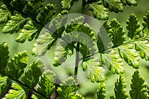 Beautyful ferns leaves, green foliage, natural floral fern background in sunlight. Natural green fern in the forest