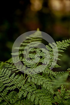 Beautyful ferns leaves green foliage natural floral fern background. Wallpaper natural background. Close-up Of Fern