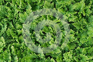 Beautyful ferns leaves green , natural floral fern for background . selective focus