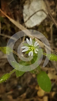 Beautyful flower