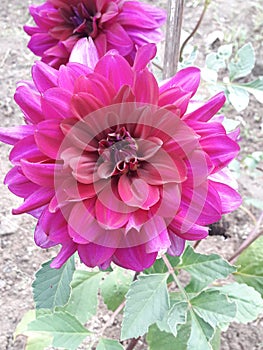 Beautyful flower daliya flower flower flowers forest fragrance heart heart flower kerala flower