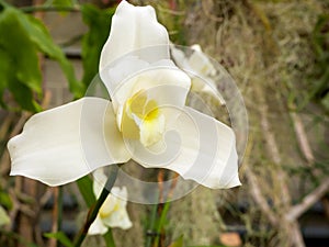 Beautyful flower: Orchids or Miltonopsis,