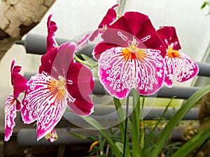 Beautyful flower: Orchids or Miltonopsis,