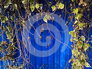 Beautyful ivy leaves green foliage natural floral plant and blue metal fence in sunlight