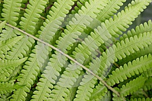 Beautyful leaf of fern is close-up background photo