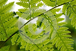 Beautyful leaf of fern is close-up background photo