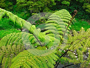 Beautyful leaf of fern Cyathea lepifera