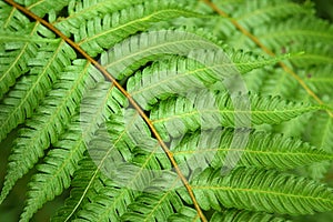 Beautyful leaf of fern (Cyathea lepifera) is close-up background