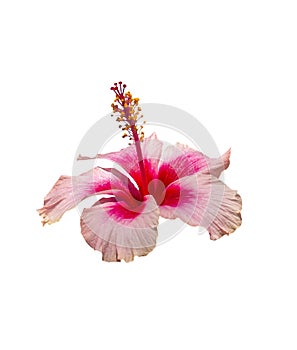 Beautyful pink and red hibiscus flower