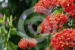 Beautyful red flower and butterfly on nature background