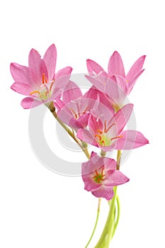 Beautyful Red small flower on white background