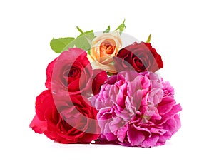 Beautyful roses on white, floral background, greeting card, wallpaper