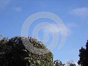 Blue Sky and Bush in Madeira Island, Santo AntÃ³nio da Serra photo