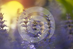 Beautyful tender colored blue ajuga flowers against the setting sun