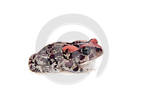 Beautyful toad isolated on white