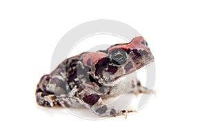 Beautyful toad isolated on white