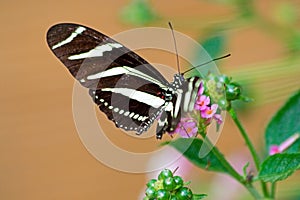 Beautyful Tropical butterfly