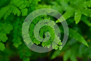 Beautyful tropical ferns green leaves background