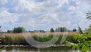 Beautyful view of river reeds and cloudy sky. Latvian summer in august .beautiful cloudy sky