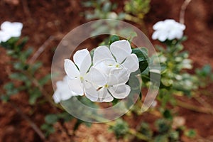 Beautyful white Catharanthus flower with green levs