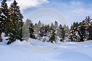 Beautyful winter landscape with snow cowered trees background. Frosty forest and winter holiday concept.