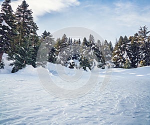 Beautyful winter landscape with snow cowered trees background. Frosty forest and winter holiday concept.