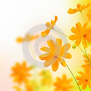 Beautyful yellow flower photo