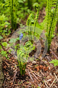 Beautyful young ferns leaves green foliage growing in spring forest. natural floral fern background