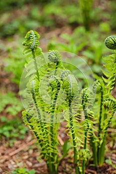 Beautyful young ferns leaves green foliage growing in spring forest. natural floral fern background