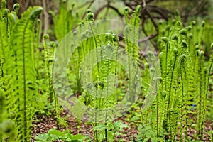 Beautyful young ferns leaves green foliage growing in spring forest. natural floral fern background