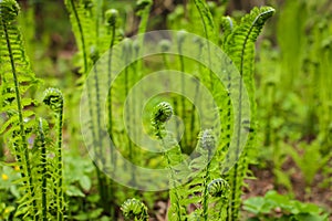 Beautyful young ferns leaves green foliage growing in spring forest. natural floral fern background