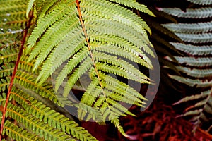 Beautyful young ferns leaves green foliage natural floral fern background in sunlight