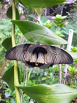 Beautyfull buterfly. Nice colour from oranges trees