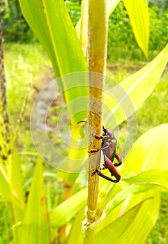 Beautyfull color bug hang on the tree