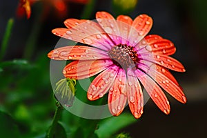 beautyfull daisy flower having nature shower