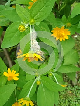 Beautyfull flower and caterpillar