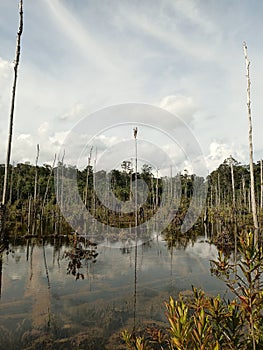 beautyfull forest with transparant water in penarik village daik lingga riau indonesia photo
