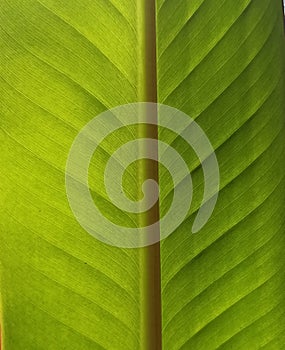 Beautyfull green leaf