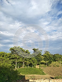 beautyfull green trees and beautyfull cloud on blue sky in village