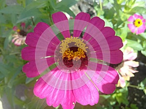 Beautyfull pink flower green leaf