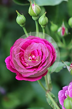 beautyfull roses from my garden