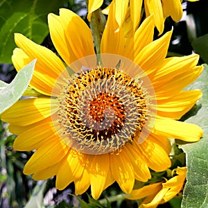 A beautyfull sun flower