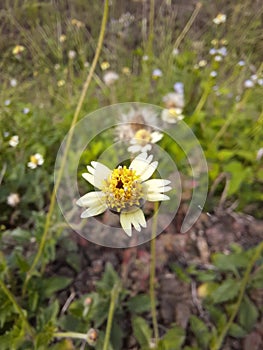 Beautyfull unkown white and yellow wild flowers