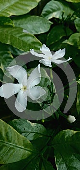 Beautyfull White flower in garden