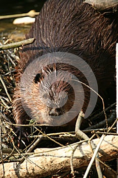 Beaver