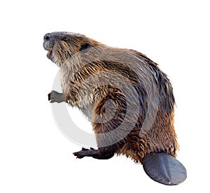 Beaver