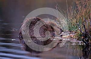 Beaver photo