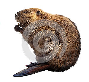 Beaver