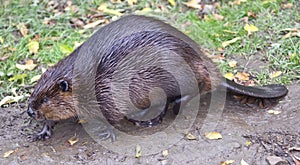 Beaver photo